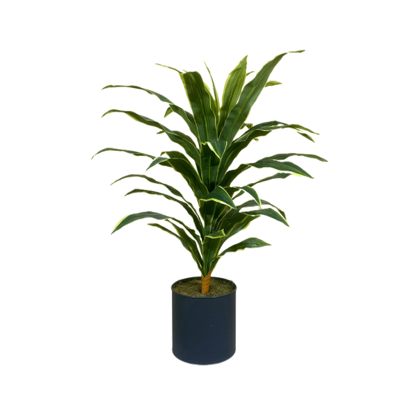 Dracaena Fragrans (Massangeana) Çiçeği - Görsel 2