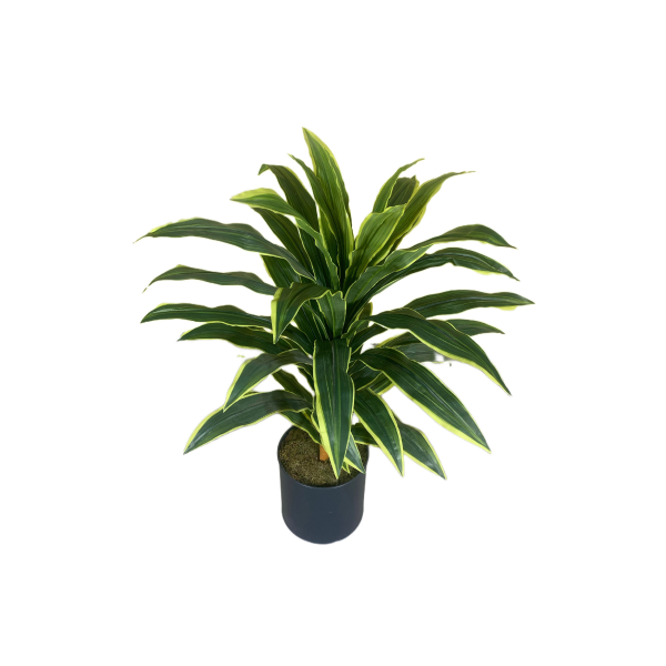 Dracaena Fragrans (Massangeana) Çiçeği - Görsel 3